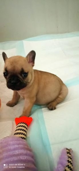 CUCCIOLA BOULDOGUE FRANCESE 