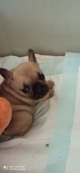 CUCCIOLA BOULDOGUE FRANCESE  | Foto 4