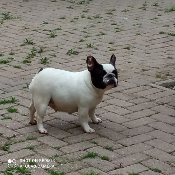 CUCCIOLA BOULDOGUE FRANCESE  | Foto 3