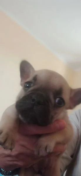 CUCCIOLA BOULDOGUE FRANCESE  | Foto 0