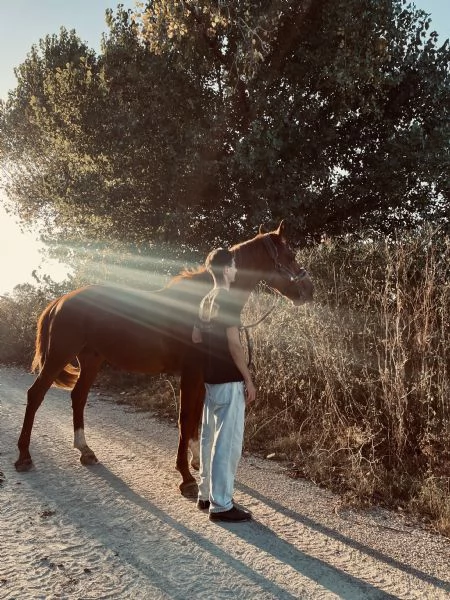 Cavallo Affidabile per Passeggiate Lavoro o Competizioni