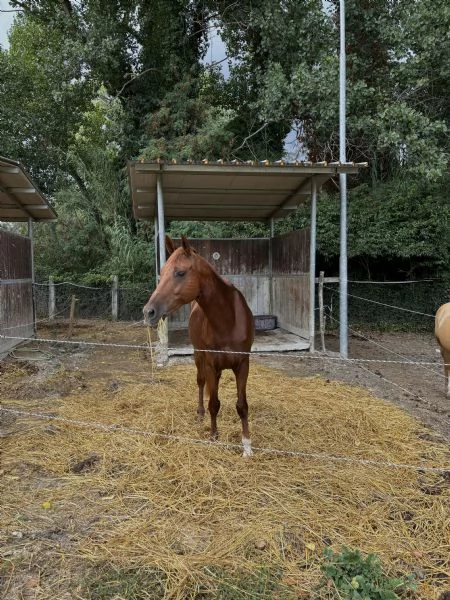 Cavallo Affidabile per Passeggiate Lavoro o Competizioni | Foto 3