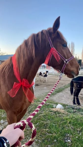 Cavallo Affidabile per Passeggiate Lavoro o Competizioni | Foto 0