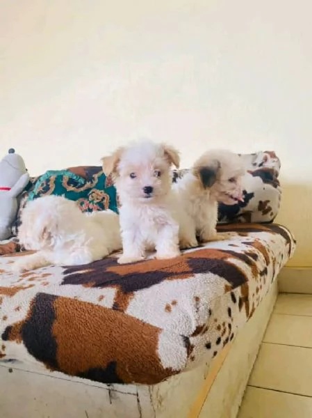 Cuccioli di maltese toy 