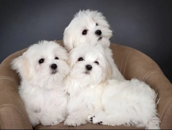 Cuccioli di maltese toy 