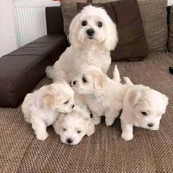Cuccioli di maltese toy 