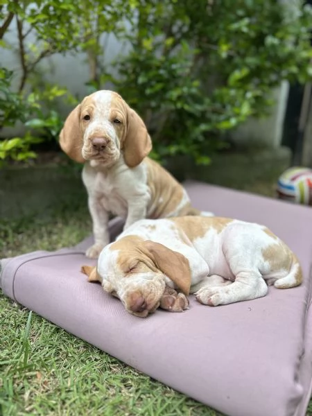 Bracco Italiano