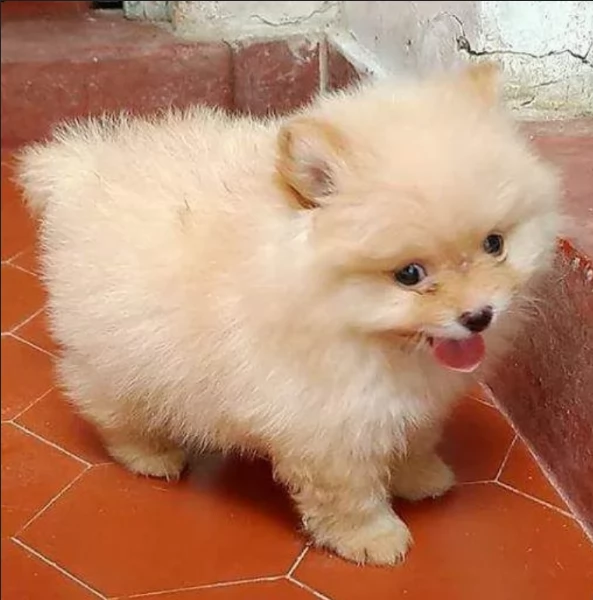  cuccioli di Pomerania toy per la dozione gratuita