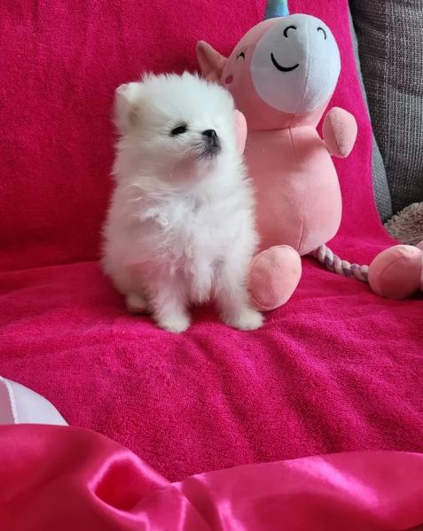  cuccioli di Pomerania toy per la dozione gratuita | Foto 5