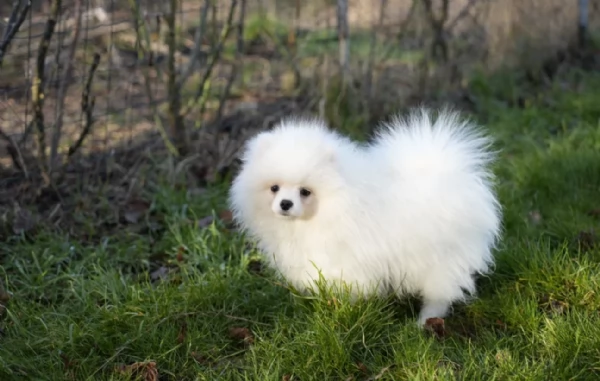  cuccioli di Pomerania toy per la dozione gratuita