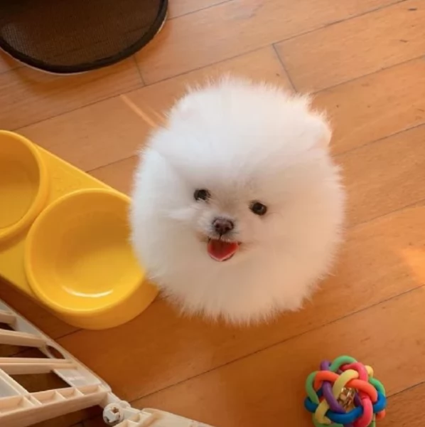  cuccioli di Pomerania toy per la dozione gratuita | Foto 5