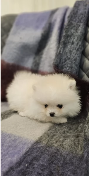 cuccioli di Pomerania toy per la dozione gratuita | Foto 3