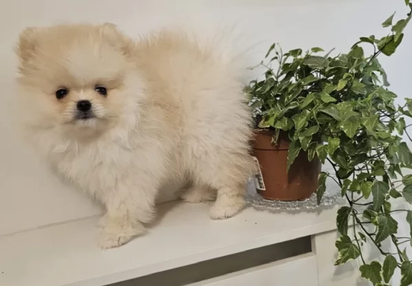  cuccioli di Pomerania toy per la dozione gratuita | Foto 1