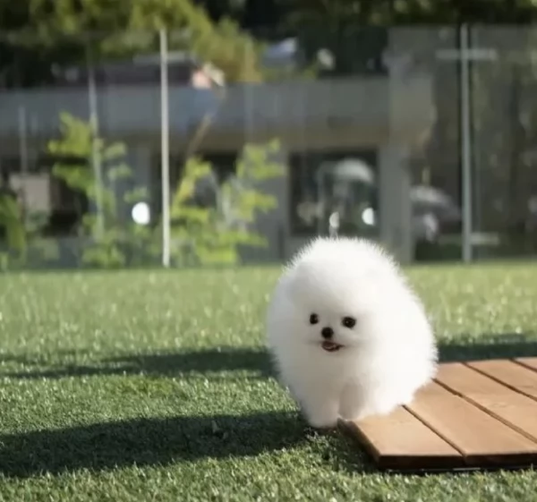  cuccioli di Pomerania toy per la dozione gratuita | Foto 5