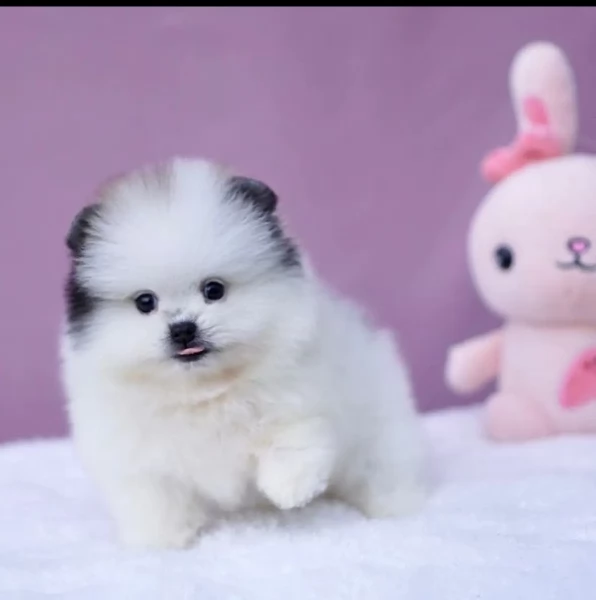  cuccioli di Pomerania toy per la dozione gratuita | Foto 1