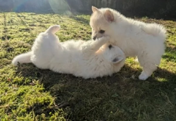  cuccioli di Pomerania toy per la dozione gratuita | Foto 5