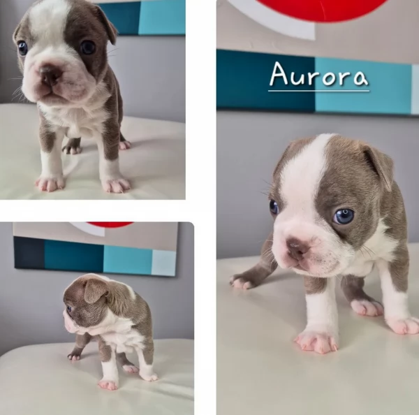 Boston Terrier ALLEVATI CON AMORE per adozione | Foto 0
