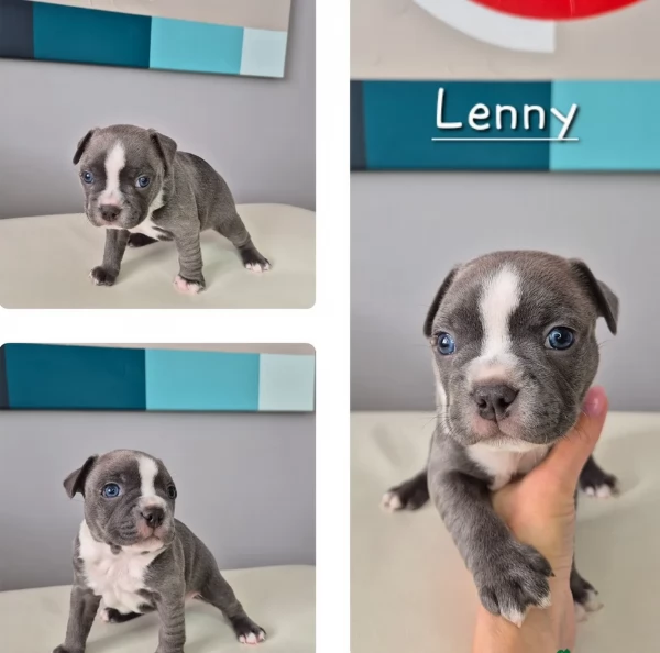 Boston Terrier ALLEVATI CON AMORE per adozione | Foto 3