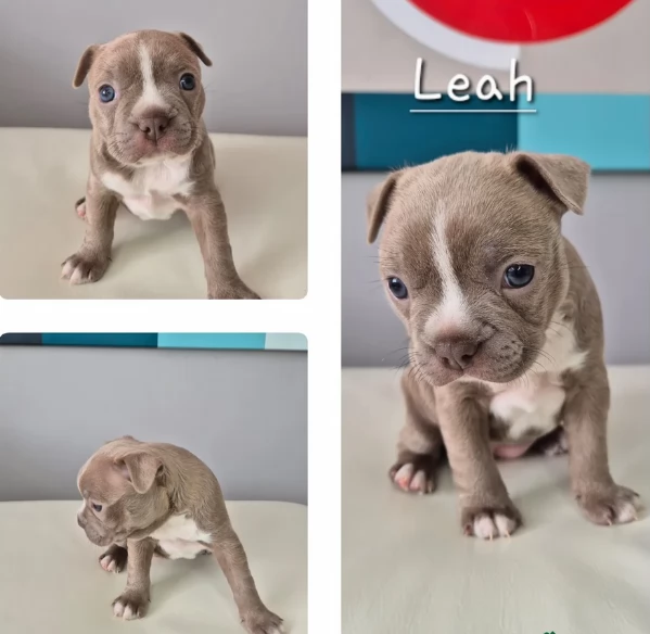Boston Terrier ALLEVATI CON AMORE per adozione | Foto 1