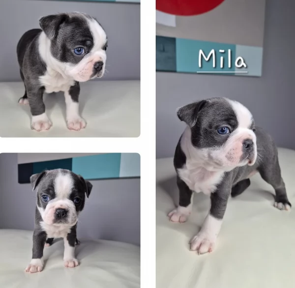 Boston Terrier ALLEVATI CON AMORE per adozione | Foto 2