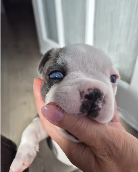 Boston Terrier ALLEVATI CON AMORE per adozione