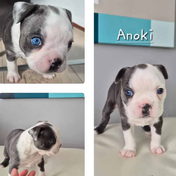 Boston Terrier ALLEVATI CON AMORE per adozione | Foto 0