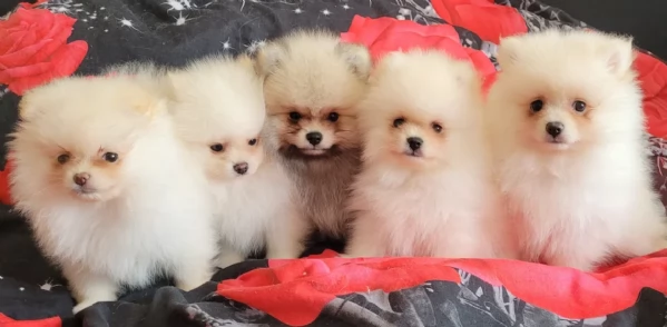 cucciolo di Pomerania toy per adozione