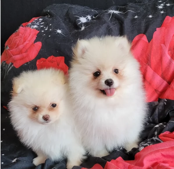cucciolo di Pomerania toy per adozione | Foto 4