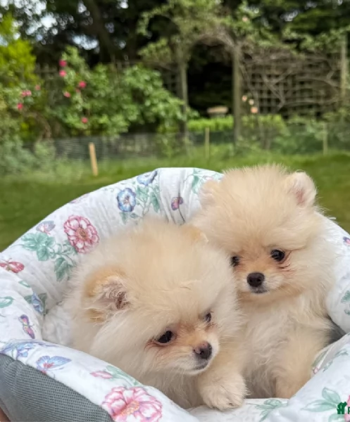 cucciolo di Pomerania toy per adozione | Foto 6