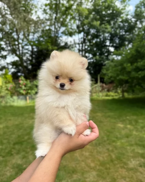 cucciolo di Pomerania toy per adozione | Foto 6