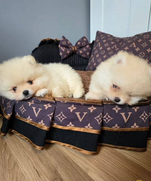 cucciolo di Pomerania toy per adozione