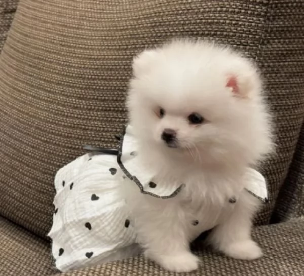 cucciolo di Pomerania toy per adozione | Foto 4