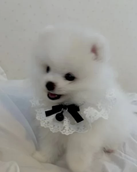 cucciolo di Pomerania toy per adozione | Foto 3