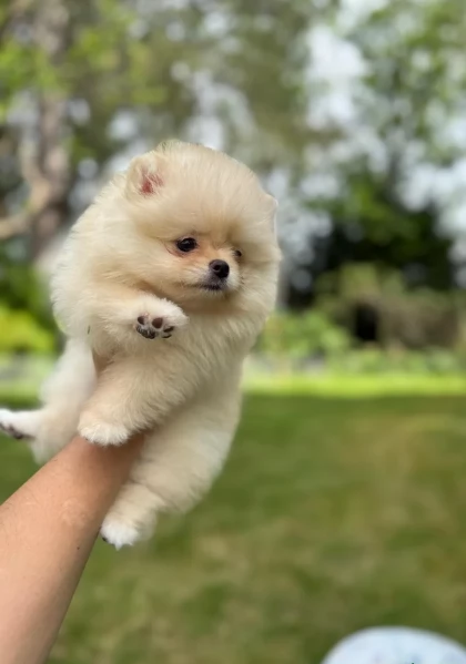 cucciolo di Pomerania toy per adozione | Foto 4