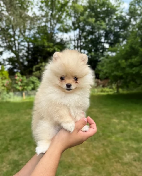 cucciolo di Pomerania toy per adozione | Foto 2
