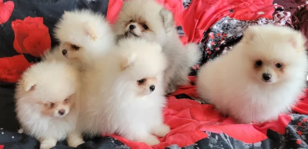 cucciolo di Pomerania toy per adozione | Foto 1