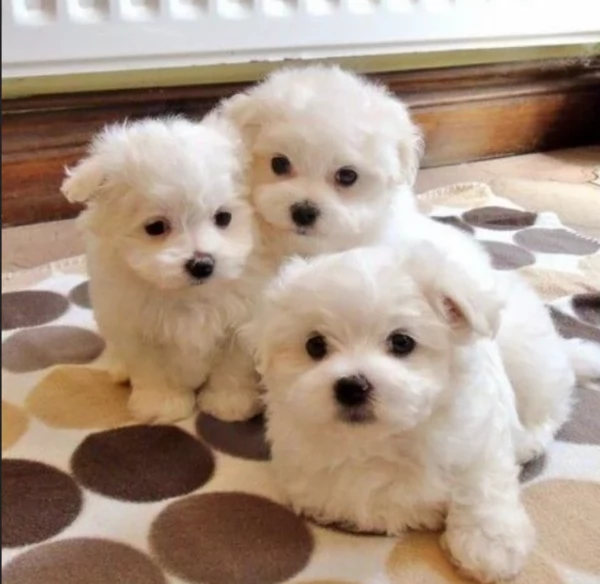 meraviglioso Maltese toy cuccioli  | Foto 0