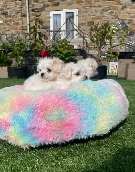 meraviglioso Maltese toy cuccioli  | Foto 1