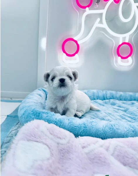 meraviglioso Maltese toy cuccioli  | Foto 6