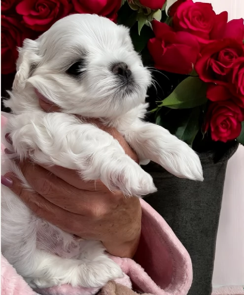 meraviglioso Maltese toy cuccioli  | Foto 5