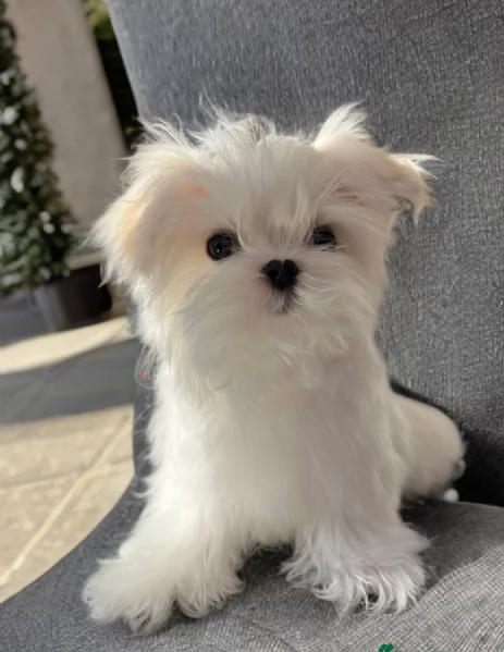 meraviglioso Maltese toy cuccioli  | Foto 2
