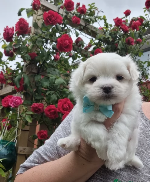 meraviglioso Maltese toy cuccioli  | Foto 1