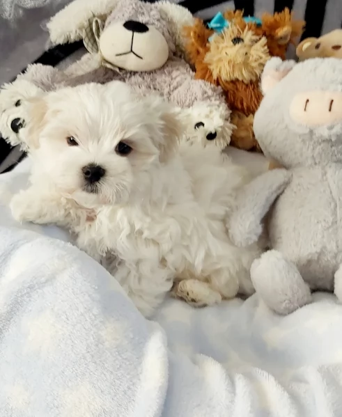 meraviglioso Maltese toy cuccioli  | Foto 5