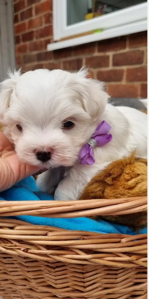 meraviglioso Maltese toy cuccioli 