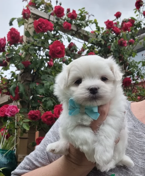 meraviglioso Maltese toy cuccioli  | Foto 2