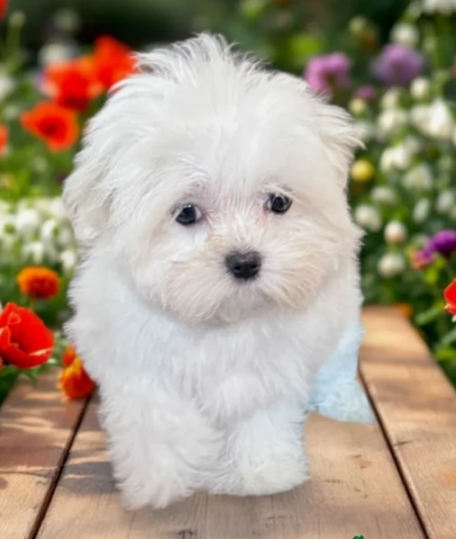 meraviglioso Maltese toy cuccioli  | Foto 1