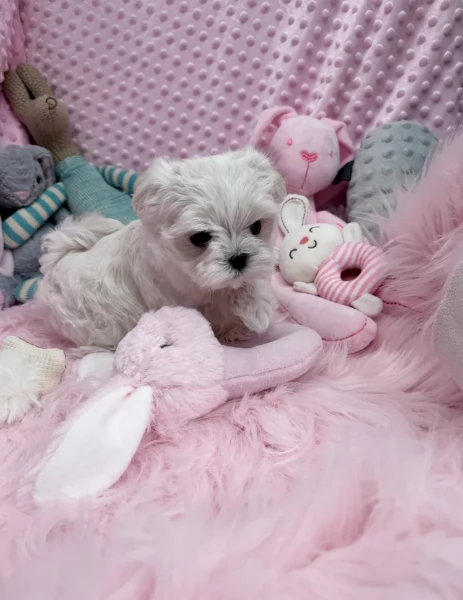 meraviglioso Maltese toy cuccioli  | Foto 6