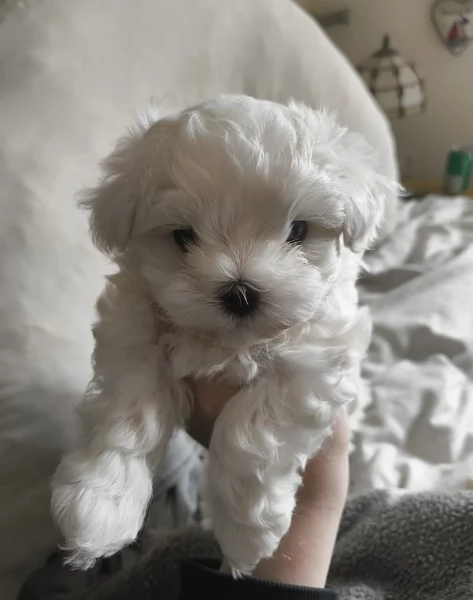 meraviglioso Maltese toy cuccioli  | Foto 5