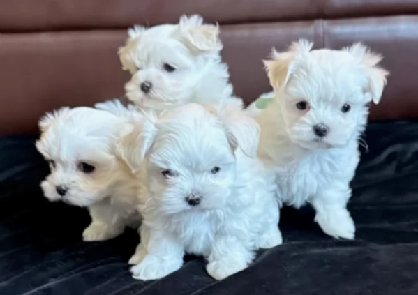 meraviglioso Maltese toy cuccioli 