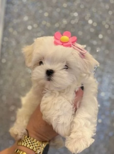 meraviglioso Maltese toy cuccioli  | Foto 6